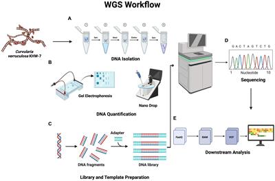 Whole-genome sequencing of marine water-derived <mark class="highlighted">Curvularia</mark> verruculosa KHW-7: a pioneering study